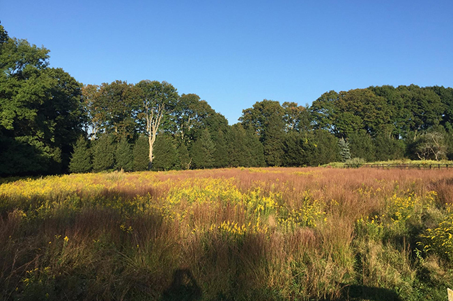 Westchester County, NY Open Day - CANCELED